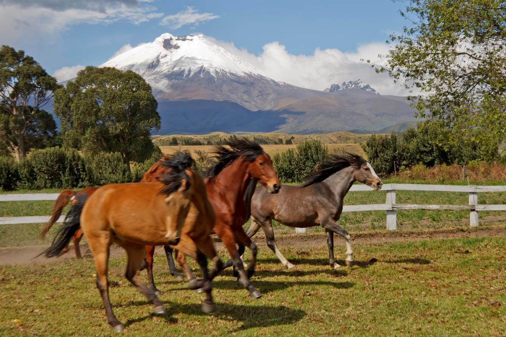Hacienda San Agustin De Callo Lasso المظهر الخارجي الصورة